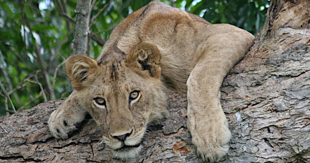 African lion safari Uganda african lion safari uganda queen