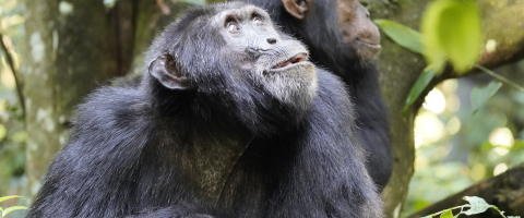 chimpanzee trekking kibale