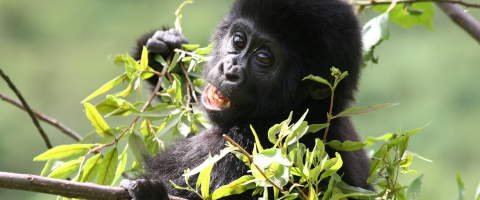 gorilla trekking Uganda the best African Safari