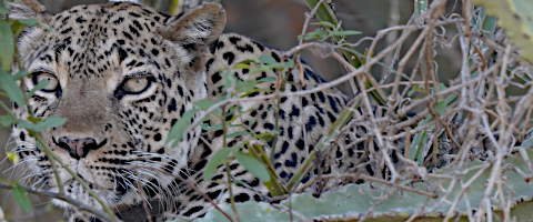 leopard in uganda national park