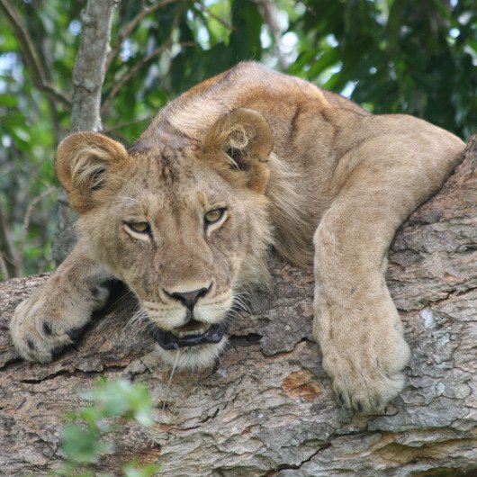 tree climbing lions African Safari tree climbing lions during