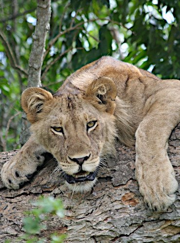 African lion safari Uganda. African lion safari in Uganda.