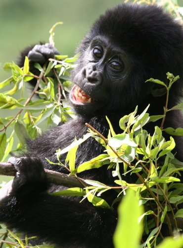 Mountain gorilla baby. African safari tours to see mountain gorilla families.