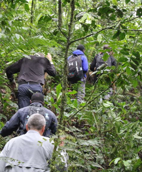 A walk to see primates in Africa parks. Primate Safaris