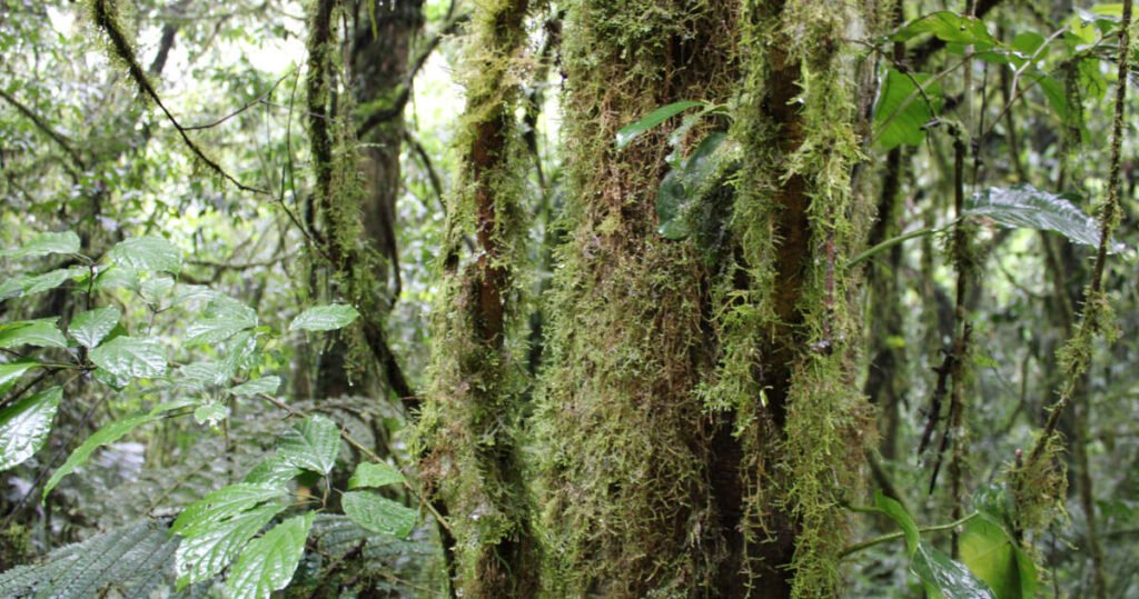 bwindi impenetrable forest bwindi impenetrable forest