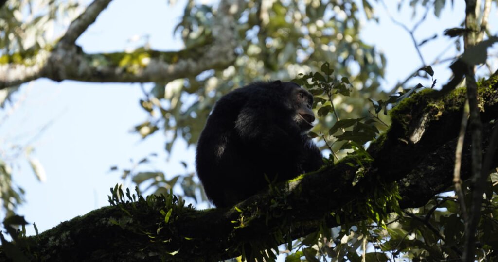 chimpanzee on a tree chimpanzee on a tree