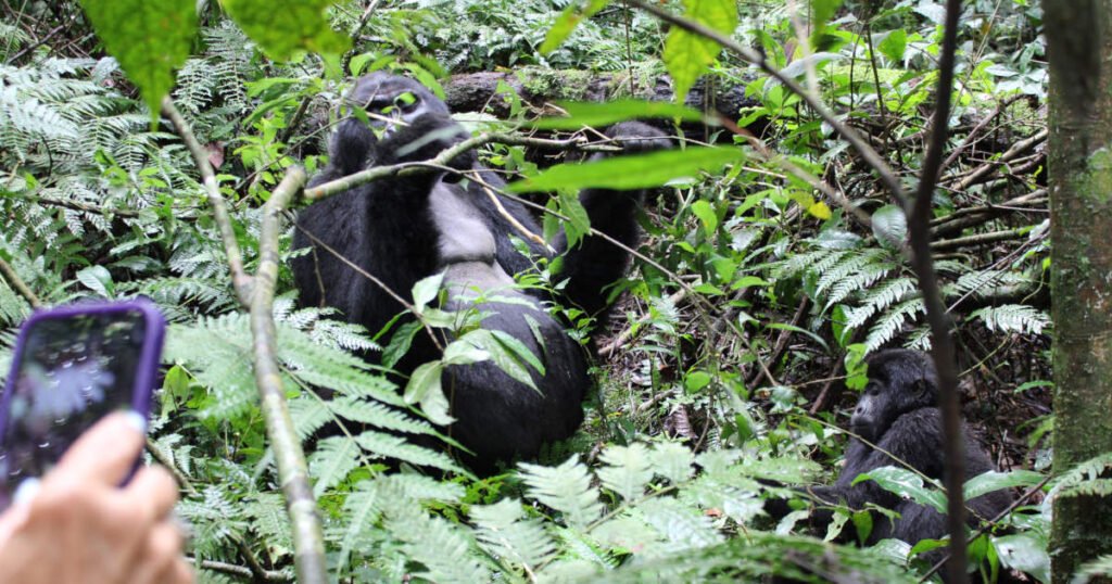 gorilla trekking gorilla trekking