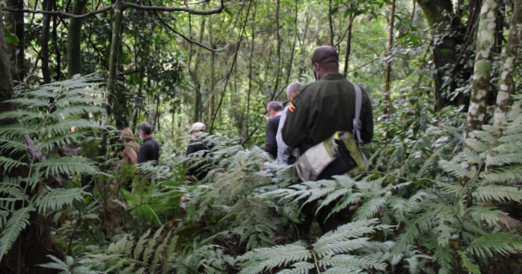 gorilla trekking africa gorilla trekking in Uganda