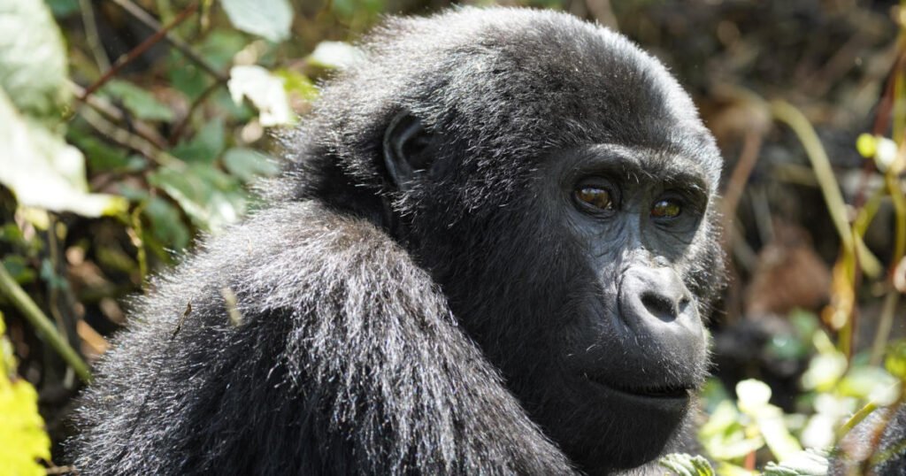 Mountain gorilla Mountain gorilla