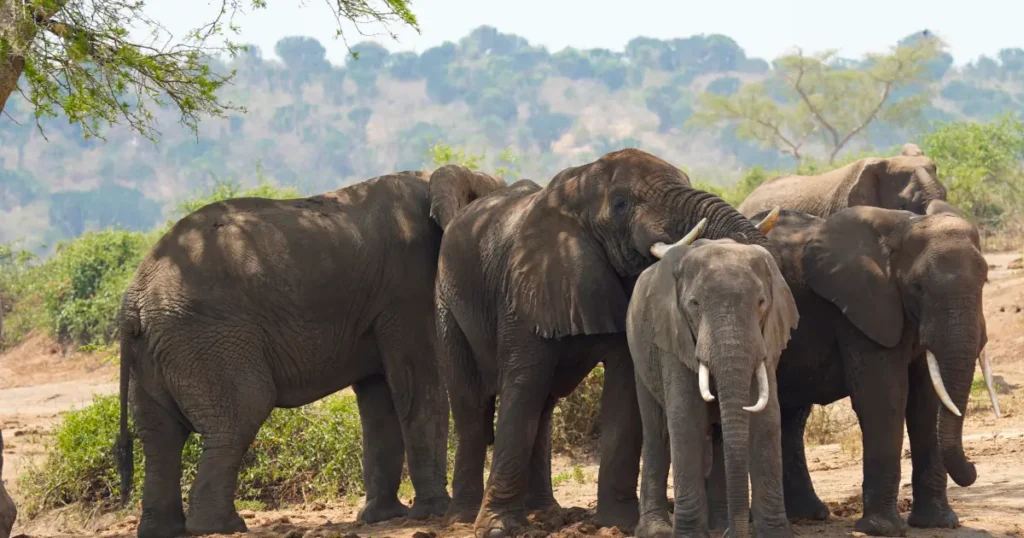 elephants in queen elizabeth Uganda