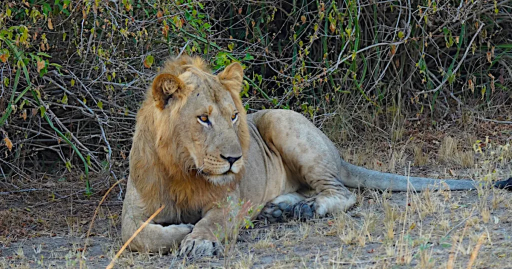 lions queen elizabeth national park