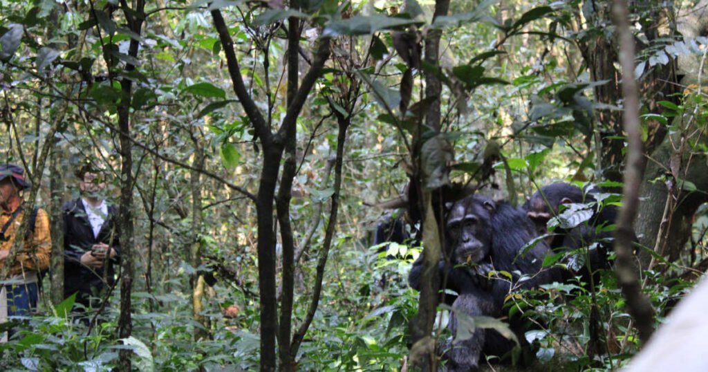 Chimpanzee trekking in Uganda