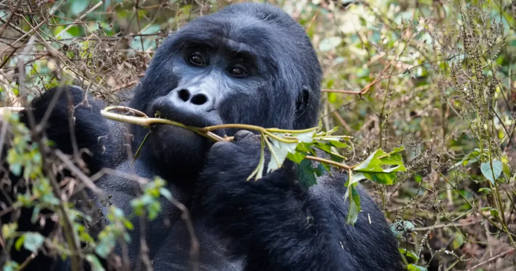 Eastern gorilla in Uganda