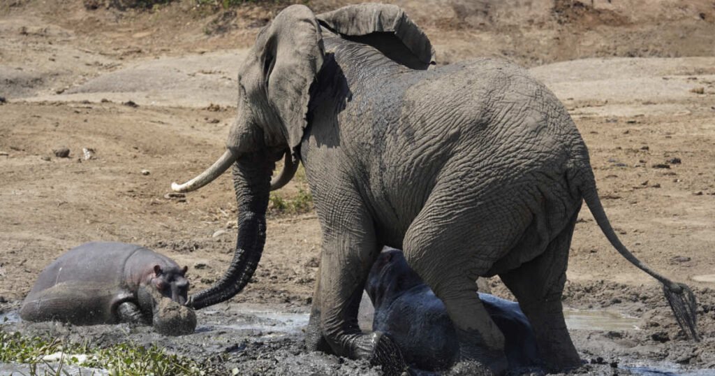 Elephant Hippo Fight elephant hippos fight. The dry season is the best time to visit Uganda.