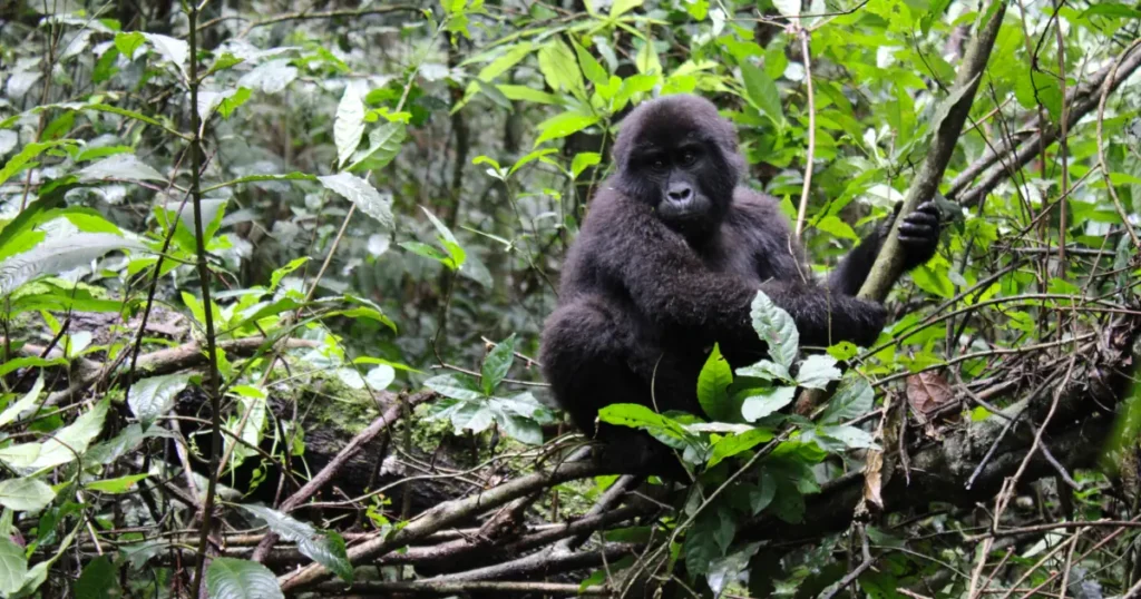gorilla in bwindi forest