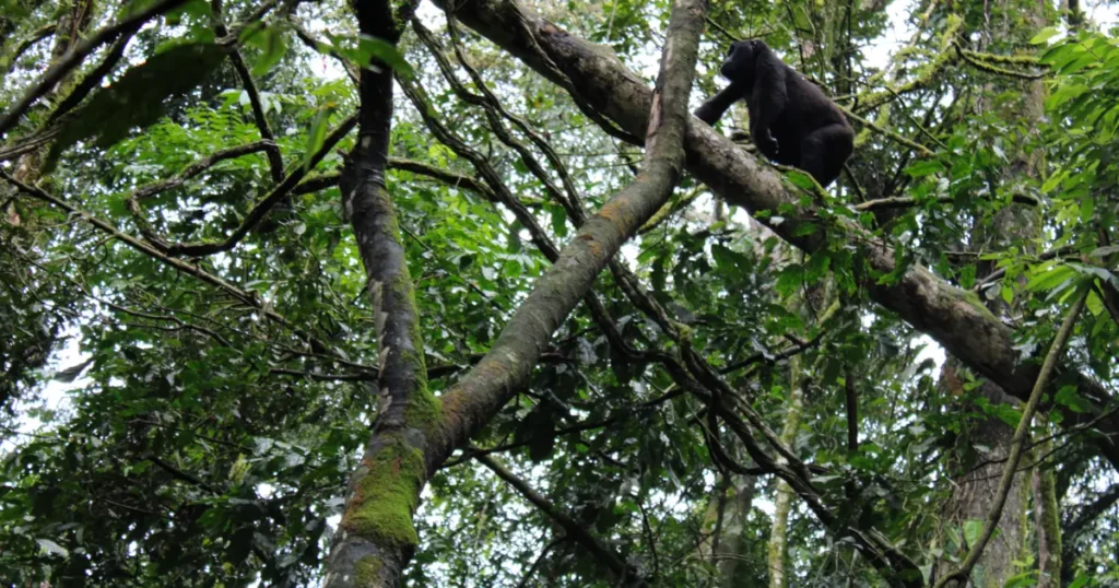 A gorilla in Bwindi Impenetrable National Park