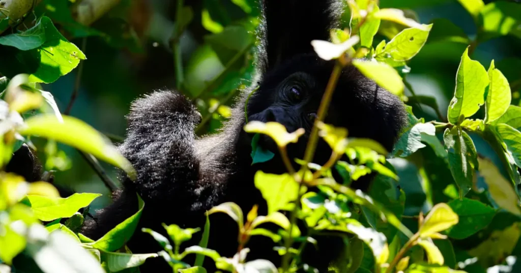 mountain gorilla mgahinga mgahinga gorilla
