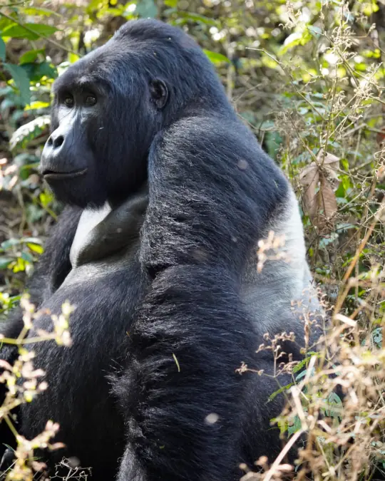 silverback gorilla bwindi