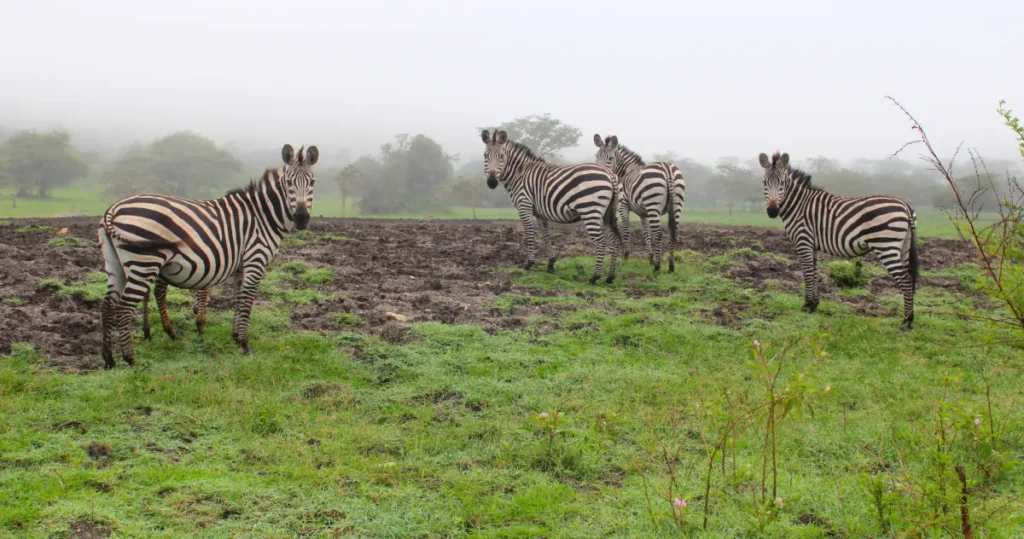 zebra lake mburo park