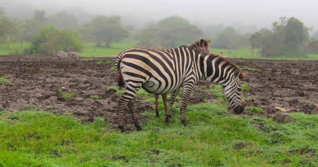 zebra lake mburo uganda
