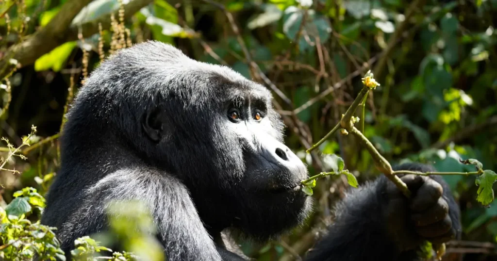 gorillas safari in africa gorillas safari in africa