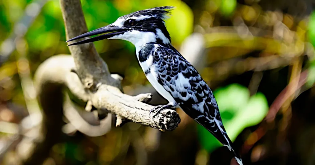 pied kingfisher in Semuliki Park Uganda