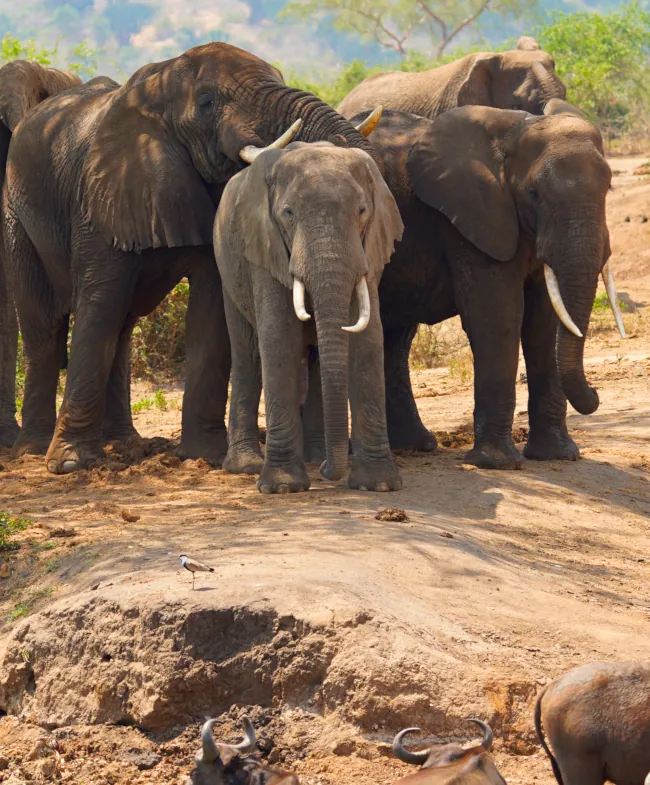 african safari elephant african safari elephant