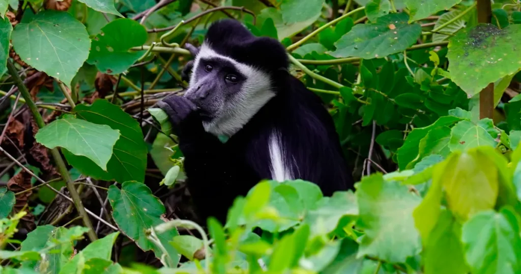 Colobus guereza
