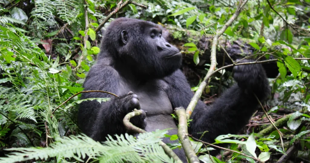 gorilla in Bwindi uganda gorilla safari