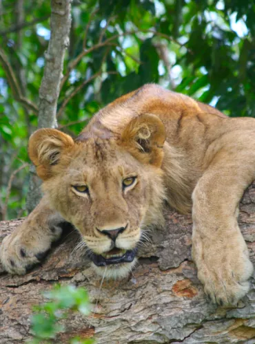 Lion Safari african lion safaris uganda