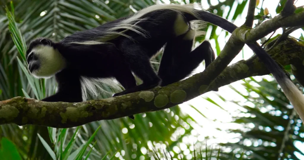 Colobus monkey
