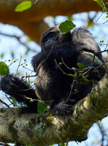 chimpanzee kibale chimpanzee kibale