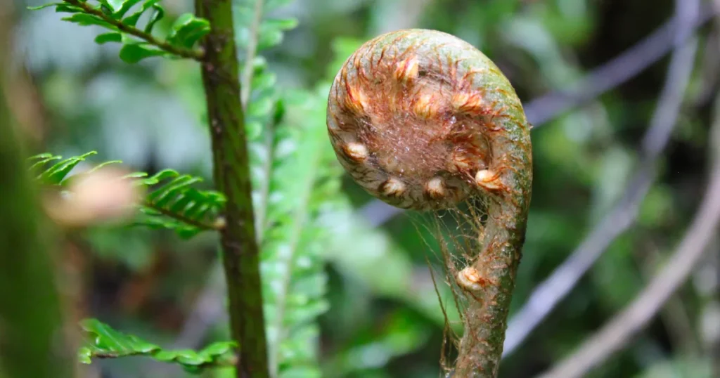 A Fern plant in Bwindi Impenetrable National Park
