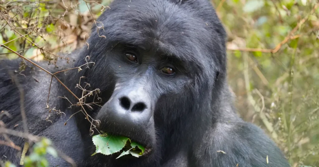 gorilla eating gorilla eating