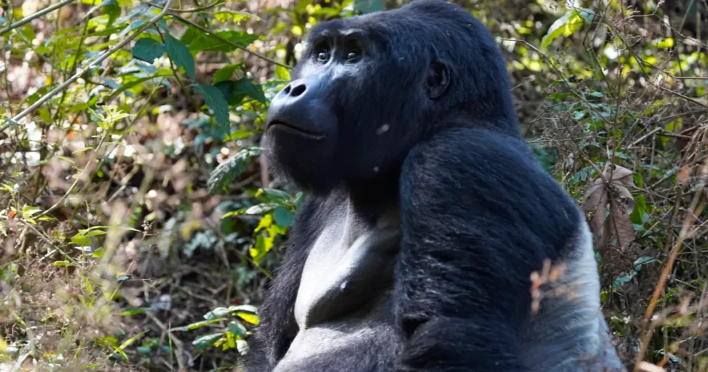 gorilla genus gorilla genus