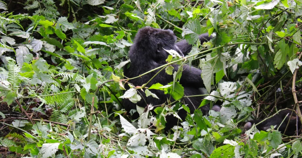 gorilla genus gorilla genus