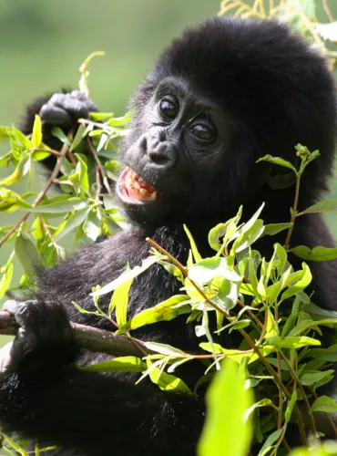 gorilla safari gorilla safari