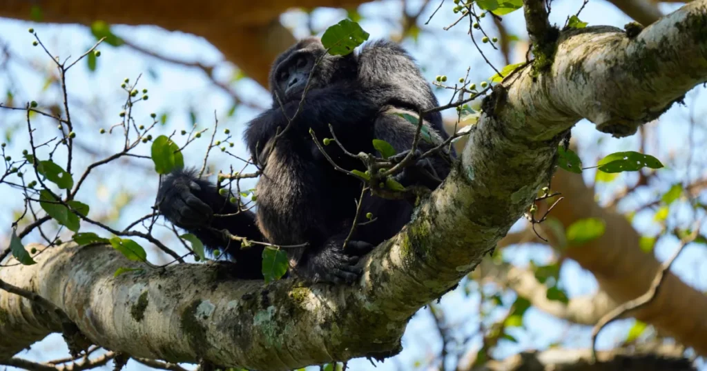 kibale natonal park chimpanzee