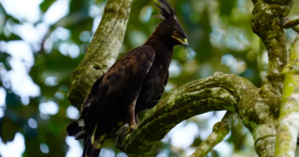 long-crested eagle