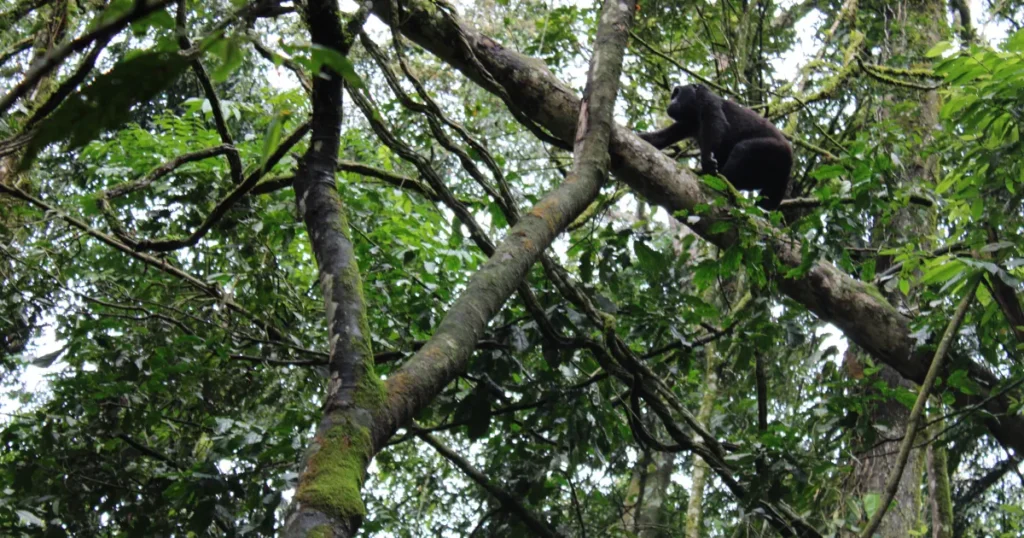 mountain gorilla in bwindi mountain gorilla in bwindi