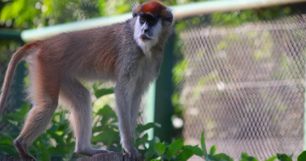 patas monkey