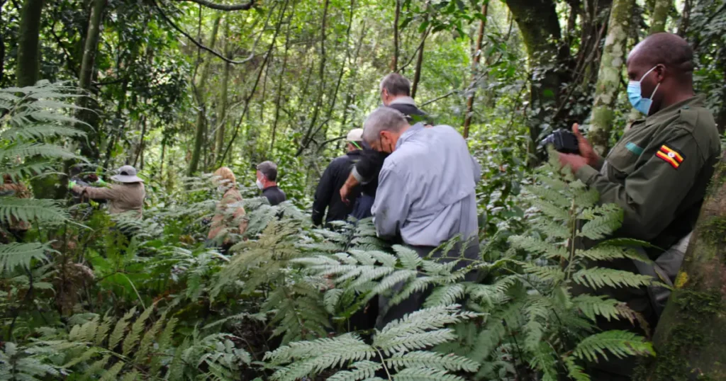 Bwindi Forest Gorilla Trekking Bwindi Forest