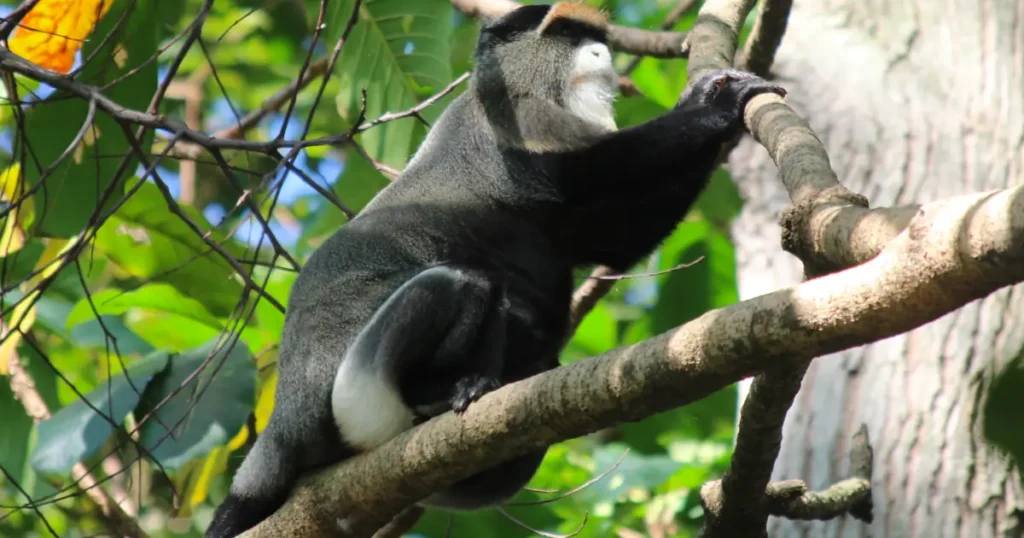 De Brazza's monkey Semuliki National Park