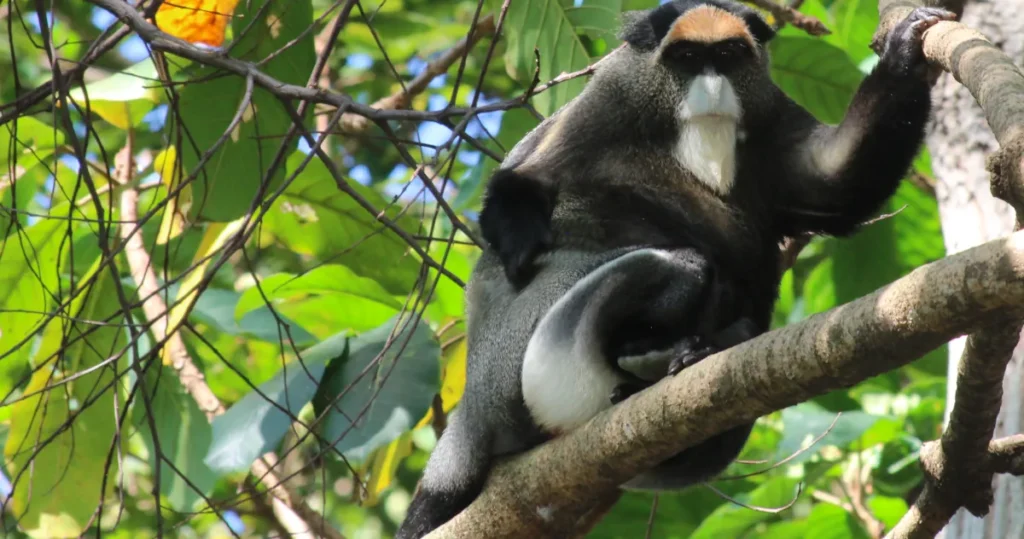 De Brazza’s monkey in Bwindi Impenetrable National Park