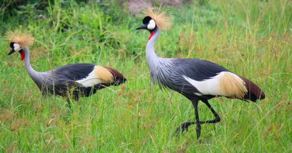 Grey Crowned Crane Mburo