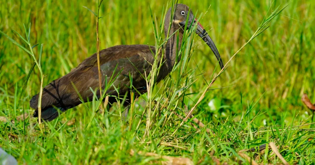 Hadada Ibis