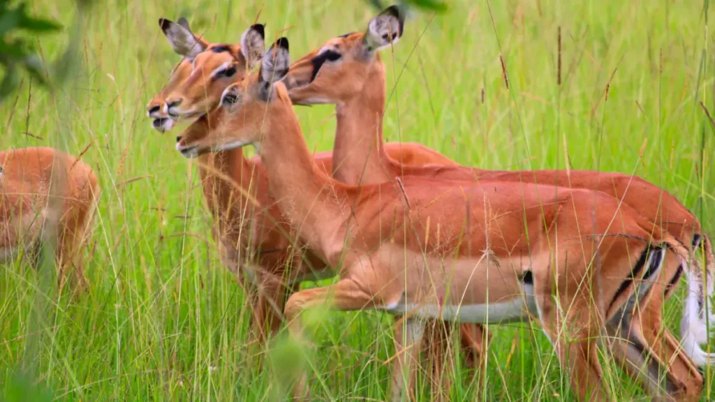Lake Mburo National Park Uganda Impalas