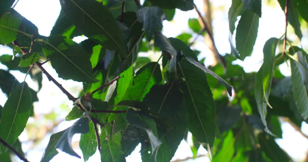 Prunus Africana Bwindi