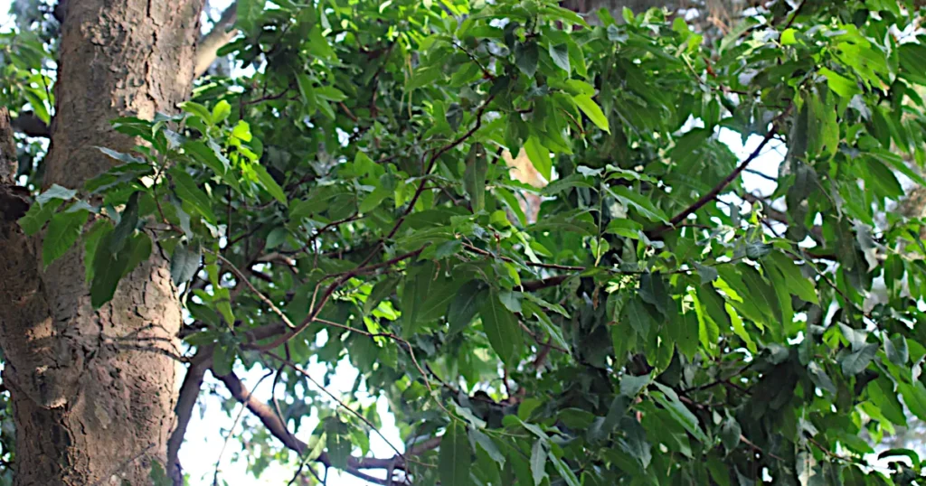 Prunus Africana tree, African cherry