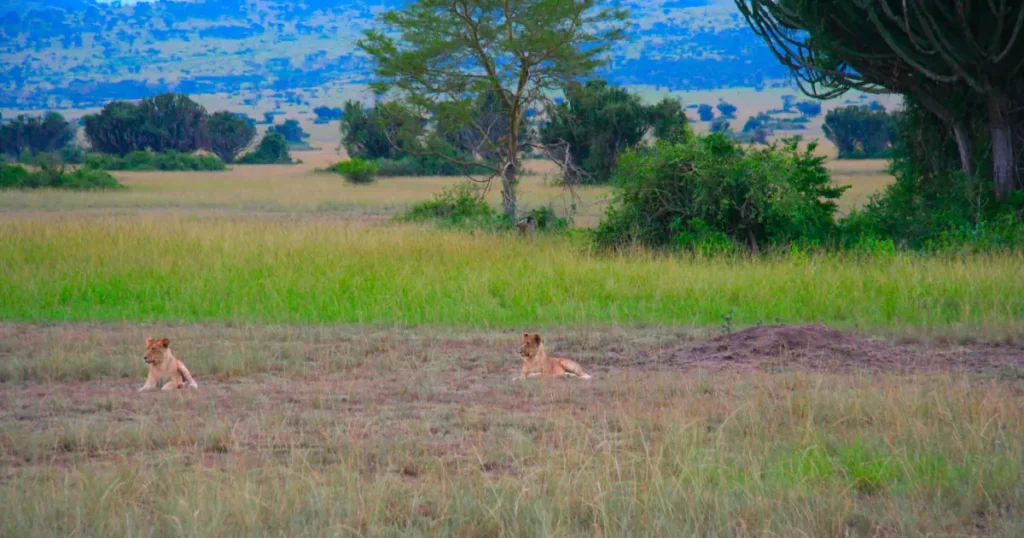 Queen-Elizabeth-national-park-uganda QENP